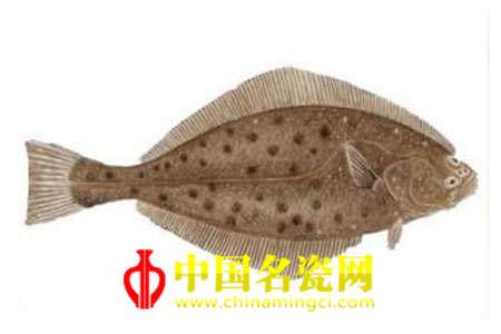 比目鱼纹